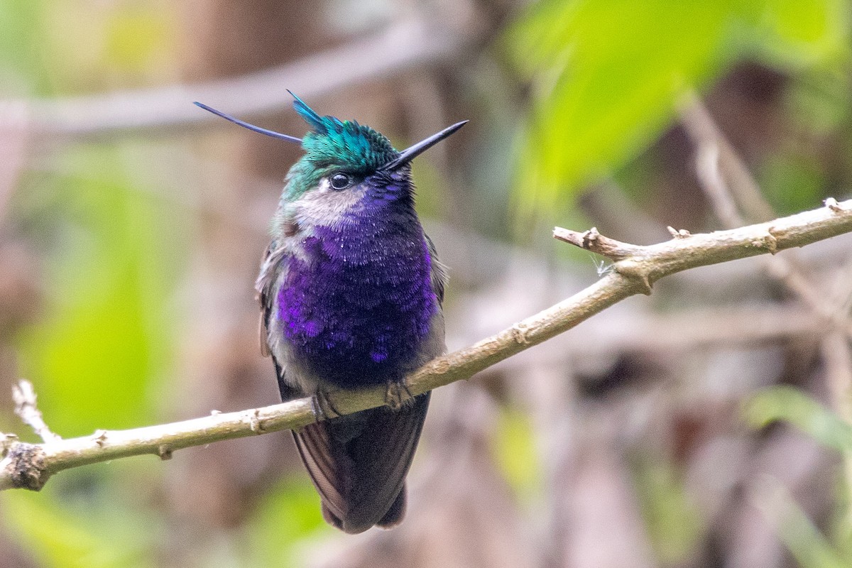 Green-crowned Plovercrest - ML621756246