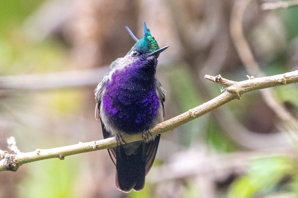 Green-crowned Plovercrest - ML621756247