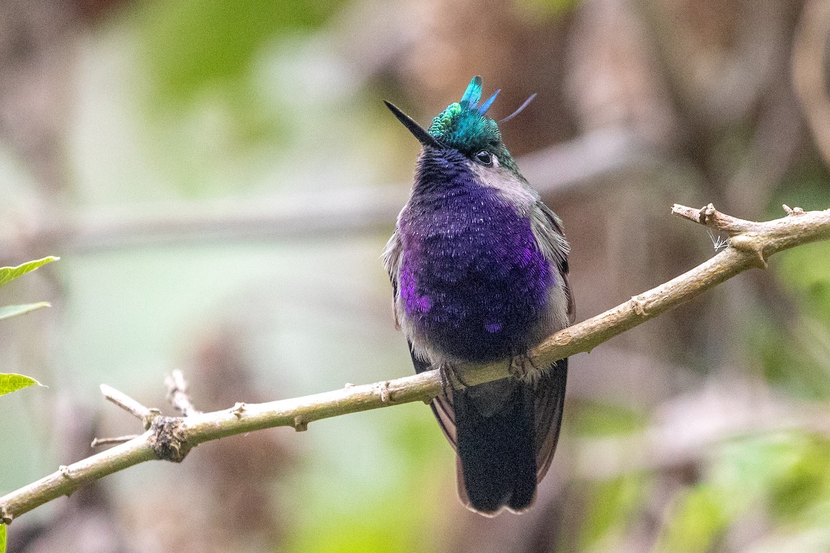 Green-crowned Plovercrest - ML621756248