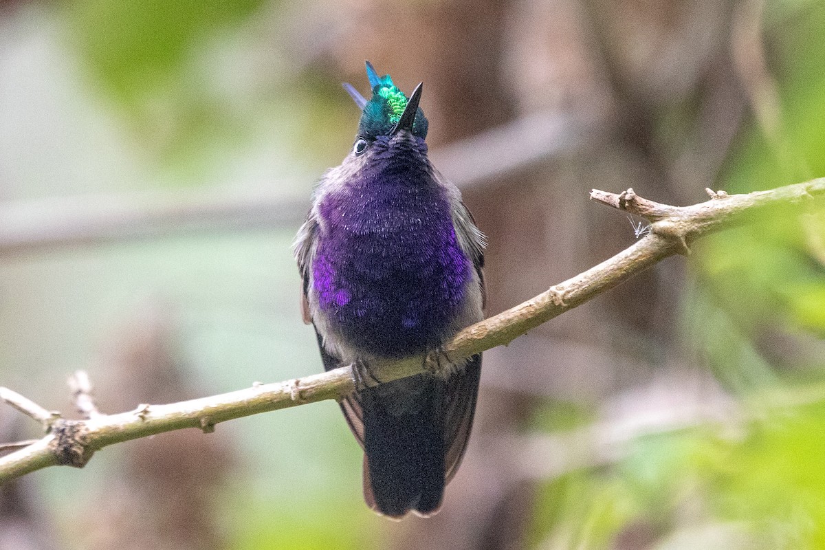 Green-crowned Plovercrest - ML621756249