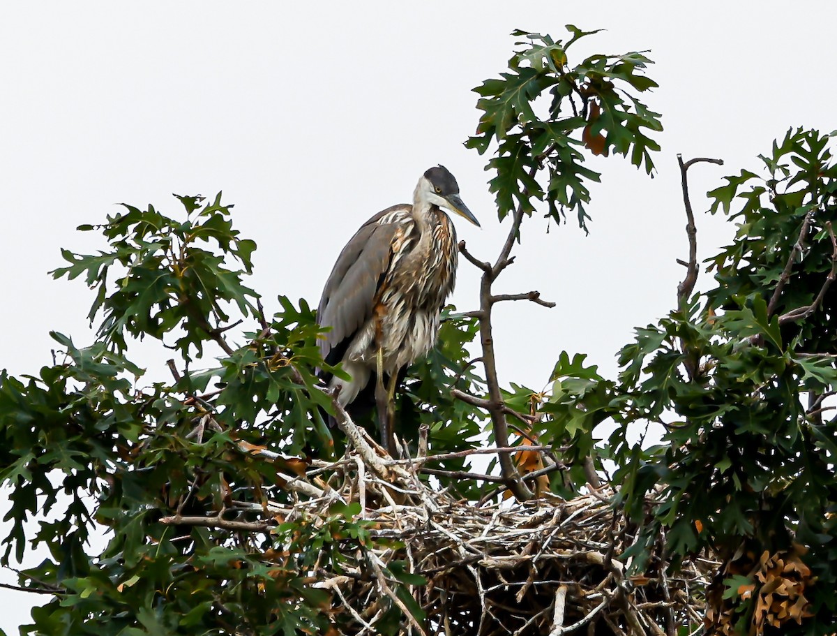 Great Blue Heron - ML621756377