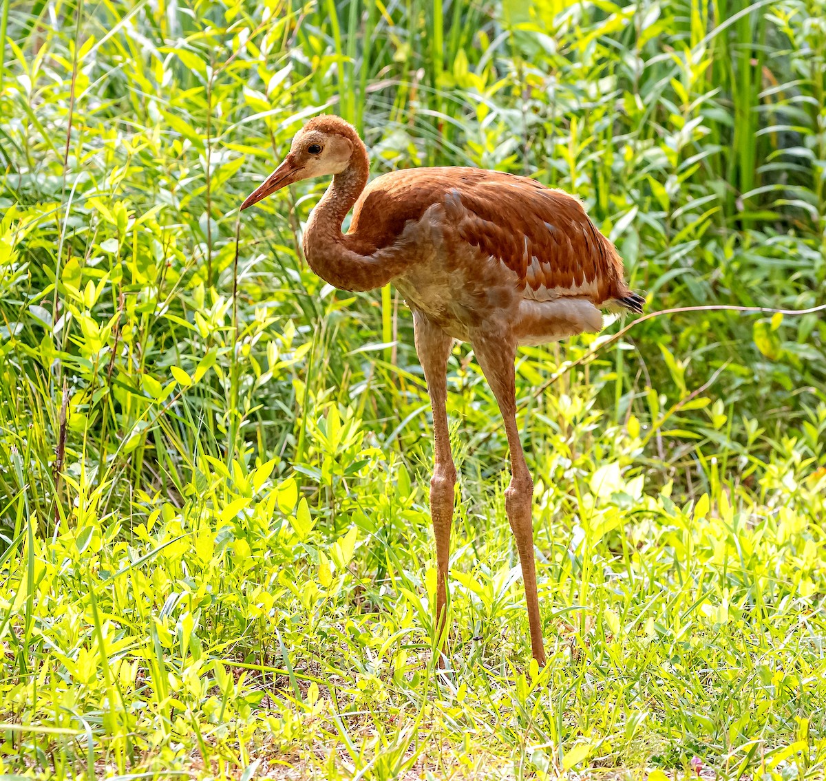 Sandhill Crane - ML621756406