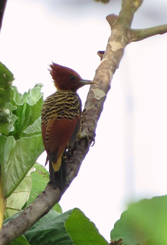 Rufous-headed Woodpecker - ML62175641