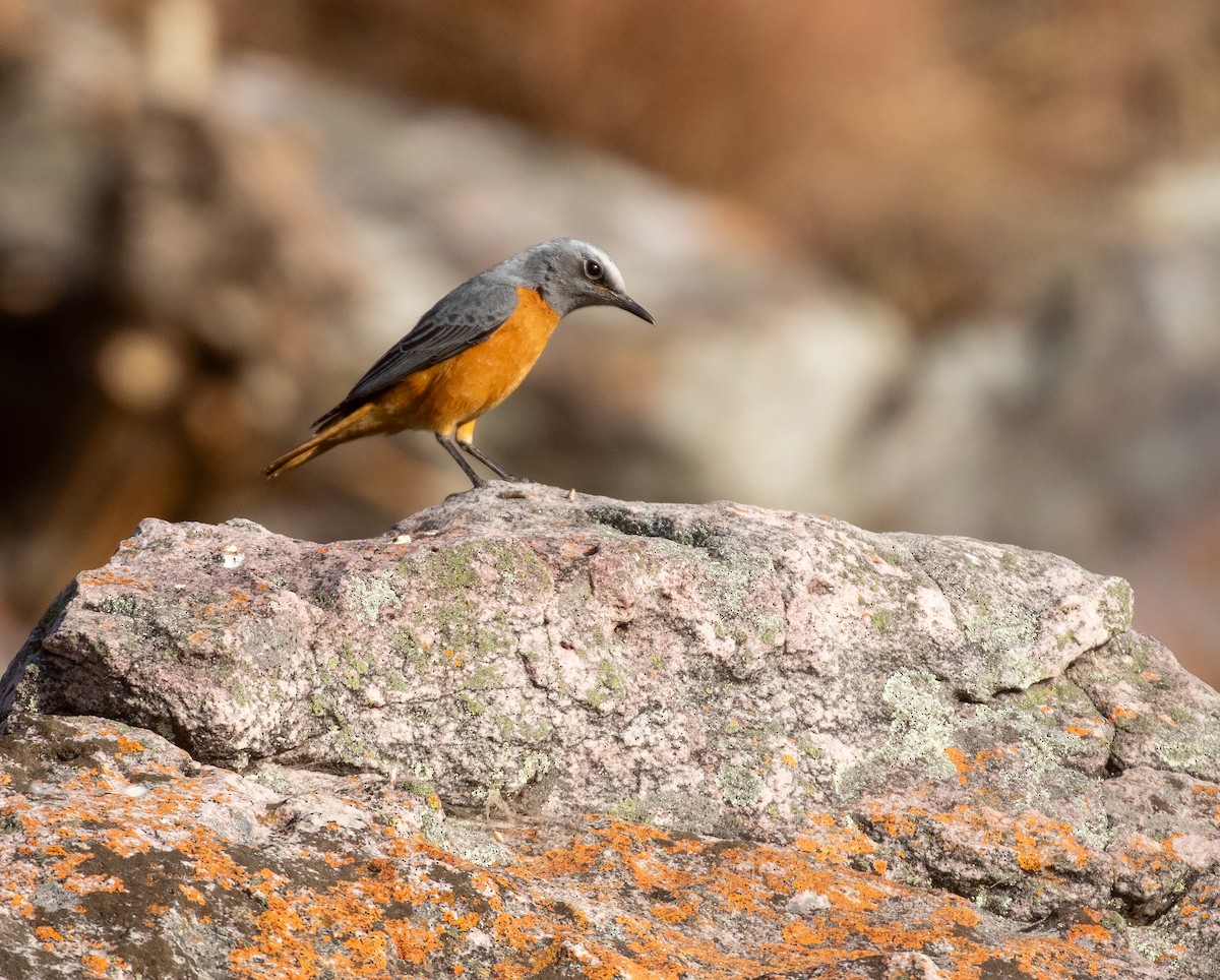 Short-toed Rock-Thrush (White-crowned) - ML621756454