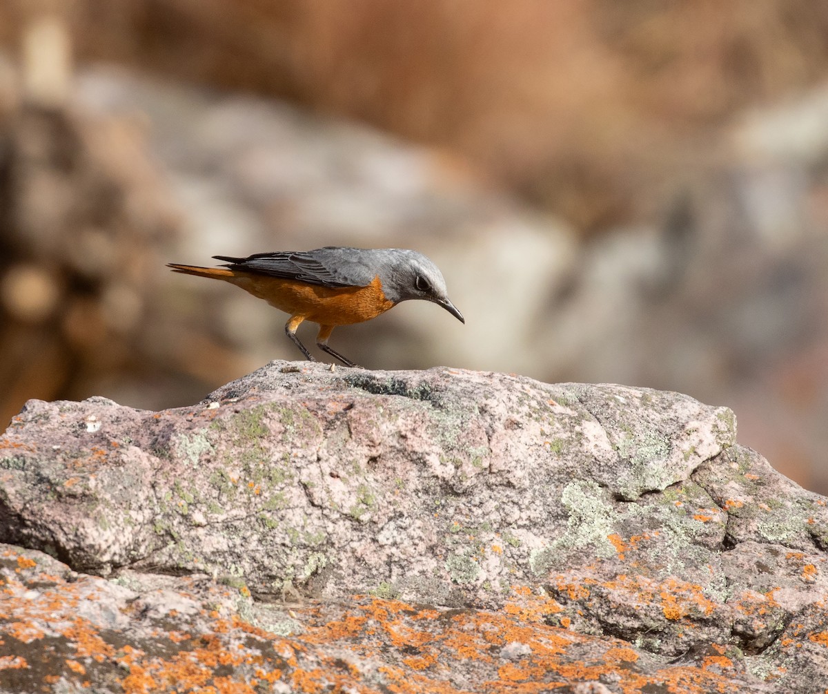 Short-toed Rock-Thrush (White-crowned) - ML621756456