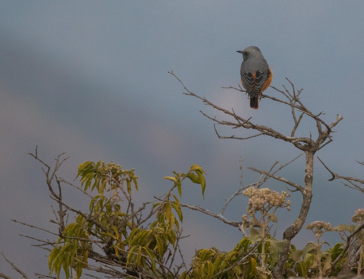 Short-toed Rock-Thrush (White-crowned) - William Price