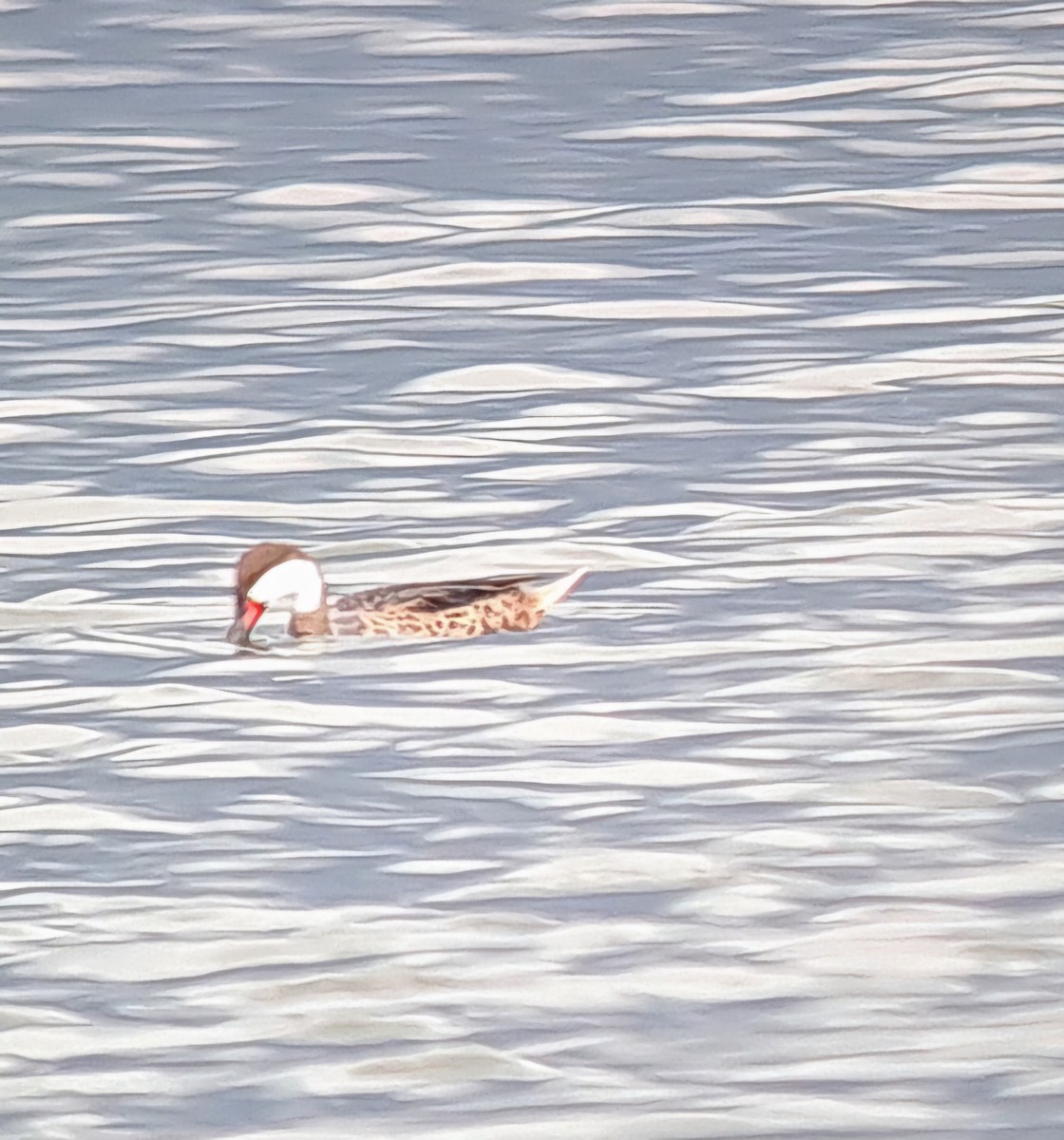 White-cheeked Pintail (White-cheeked) - ML621756491