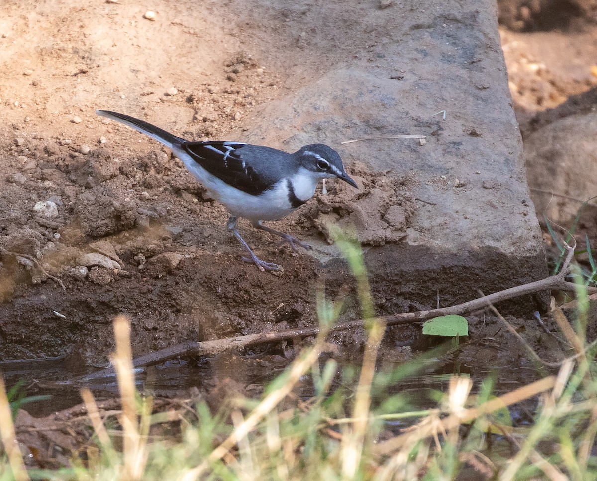 Mountain Wagtail - ML621756539