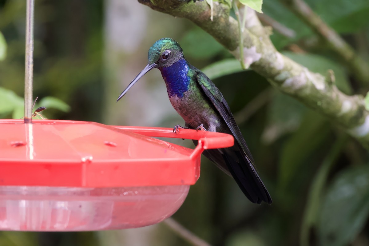 Colibrí del Napo - ML621756548