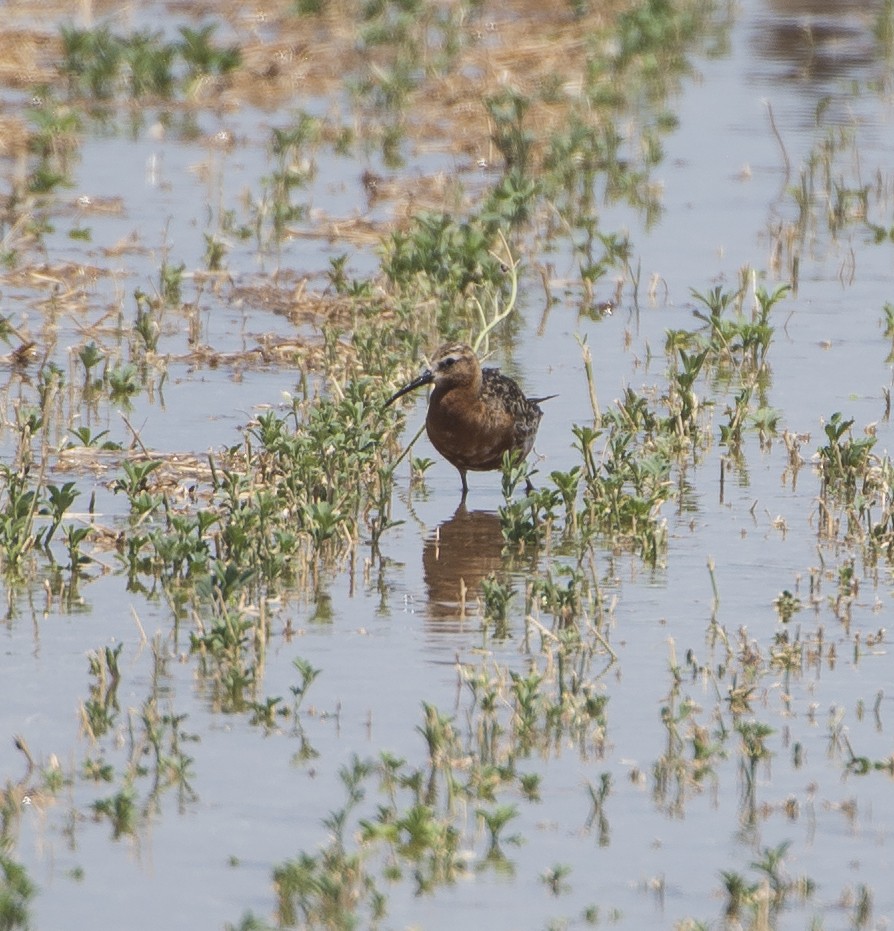 Curlew Sandpiper - ML621756725