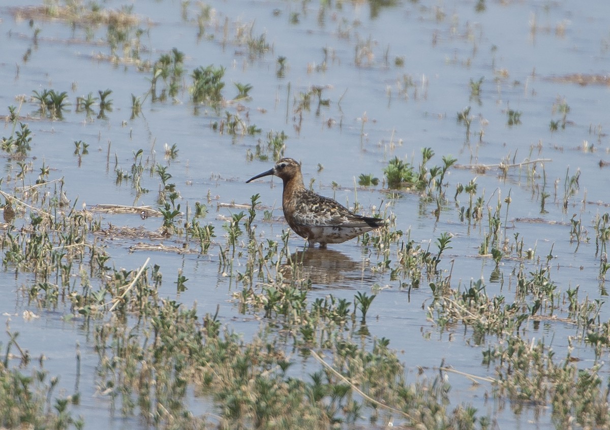 Curlew Sandpiper - ML621756727