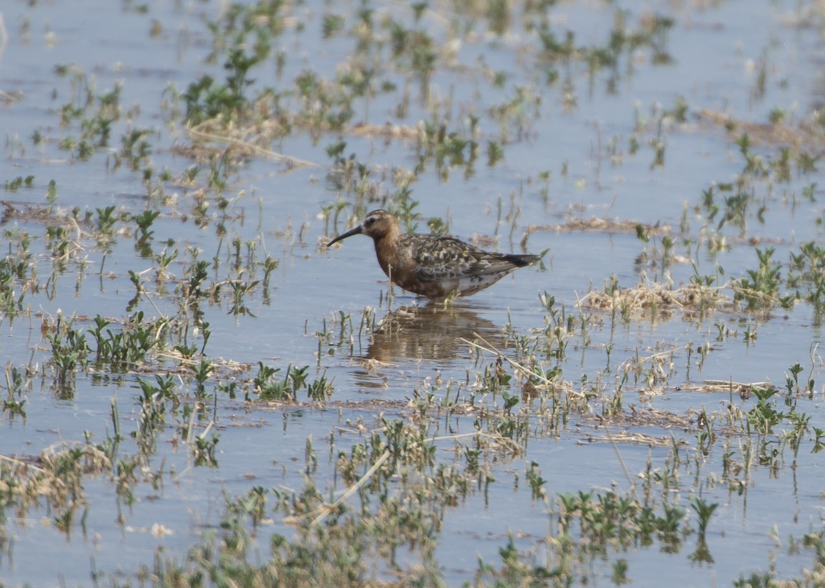 Curlew Sandpiper - ML621756738