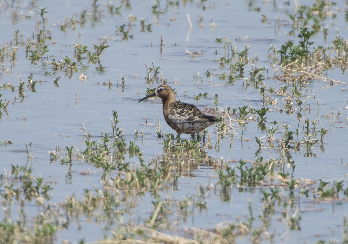 Curlew Sandpiper - Bryan Patrick