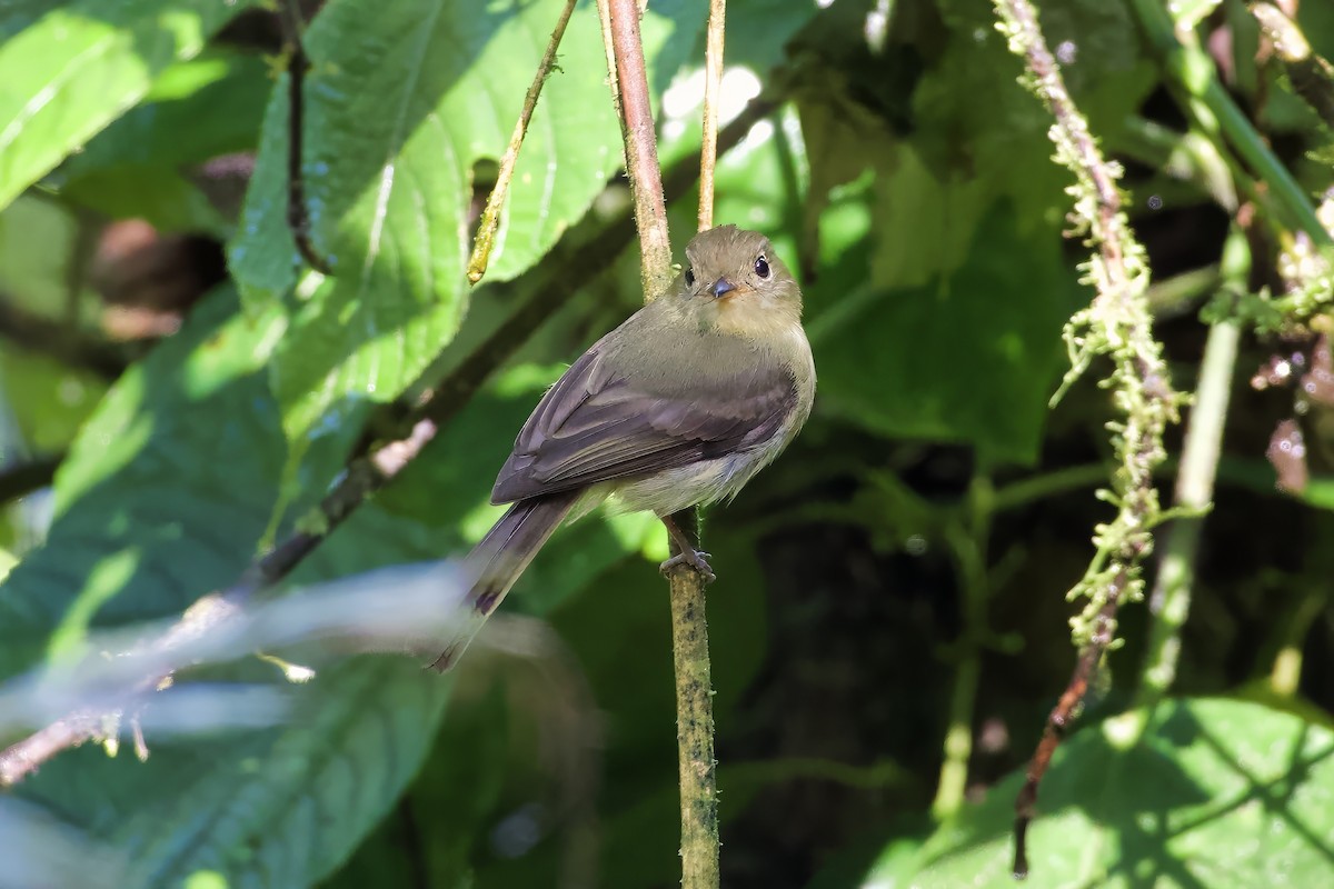 Orange-crested Flycatcher - Joe Hammond