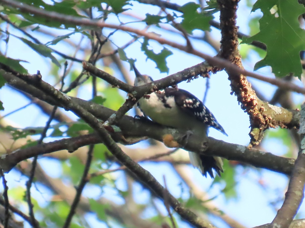 Hairy Woodpecker - ML621757055