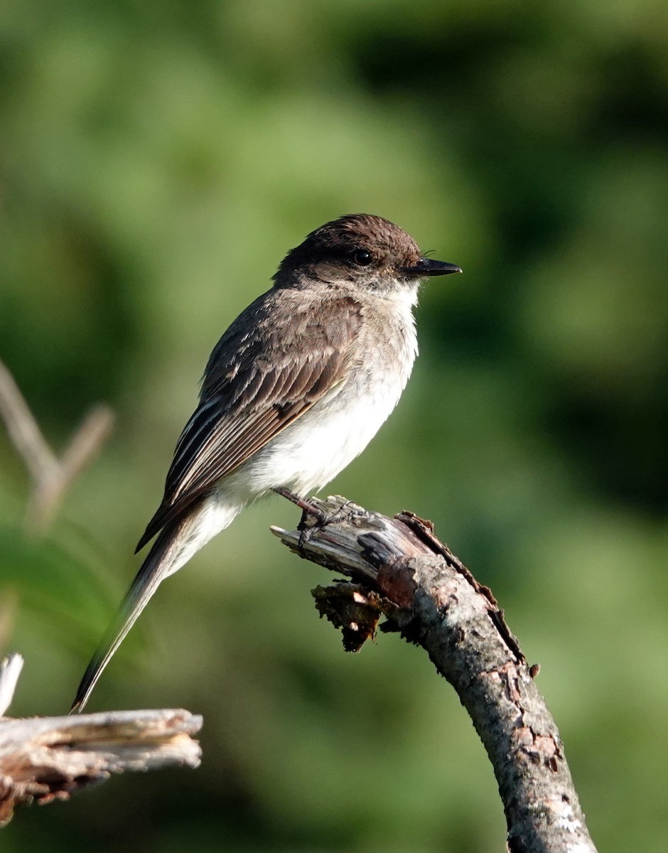Eastern Phoebe - ML621757056