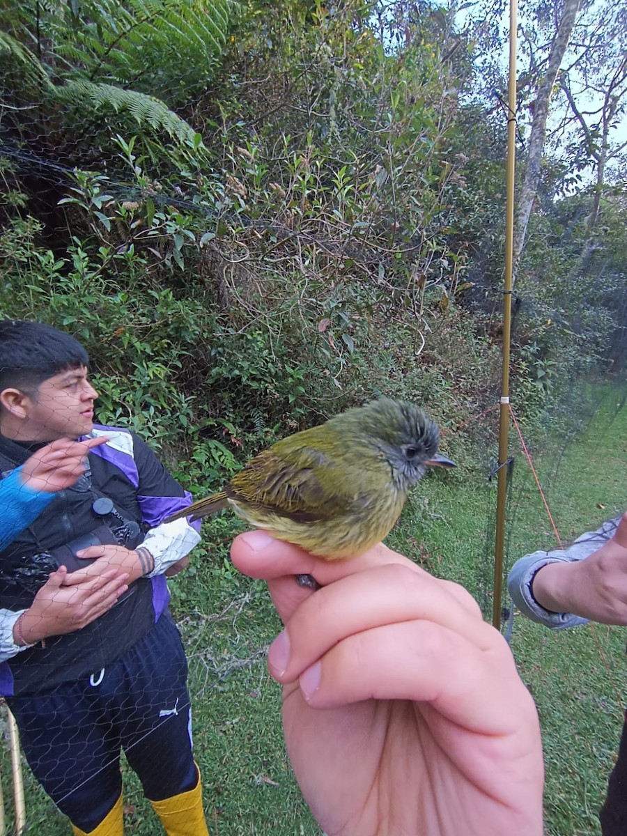 Streak-necked Flycatcher - ML621757090