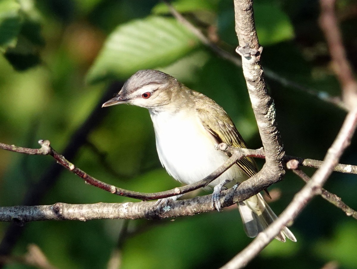 Red-eyed Vireo - ML621757095