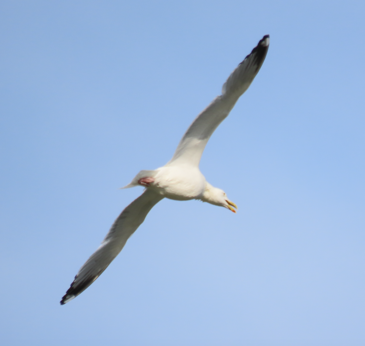 Herring Gull (American) - ML621757098