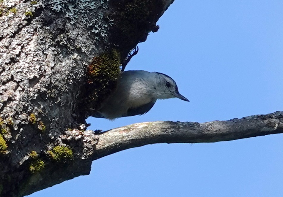 White-breasted Nuthatch - ML621757118