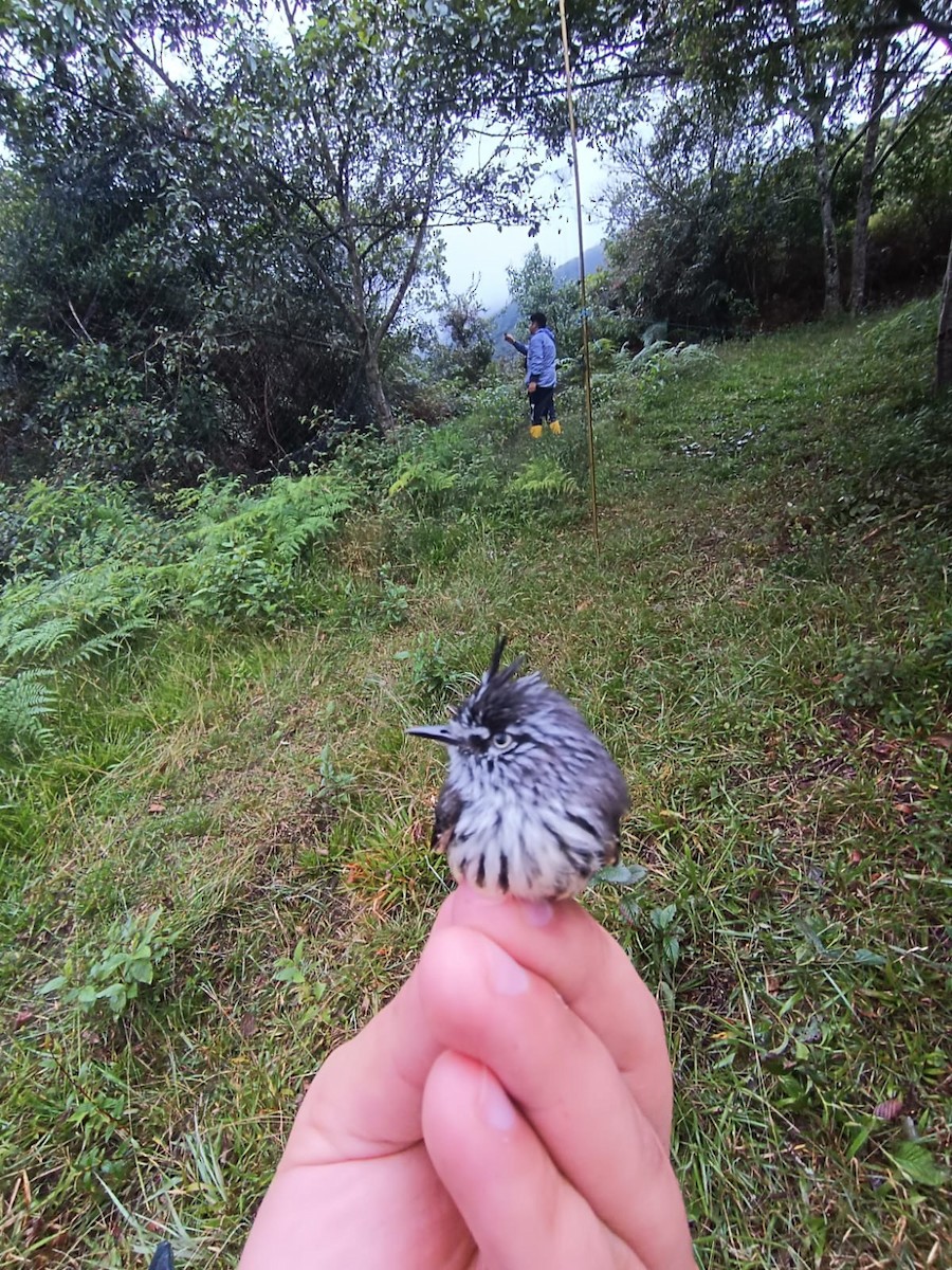 Tufted Tit-Tyrant - ML621757119