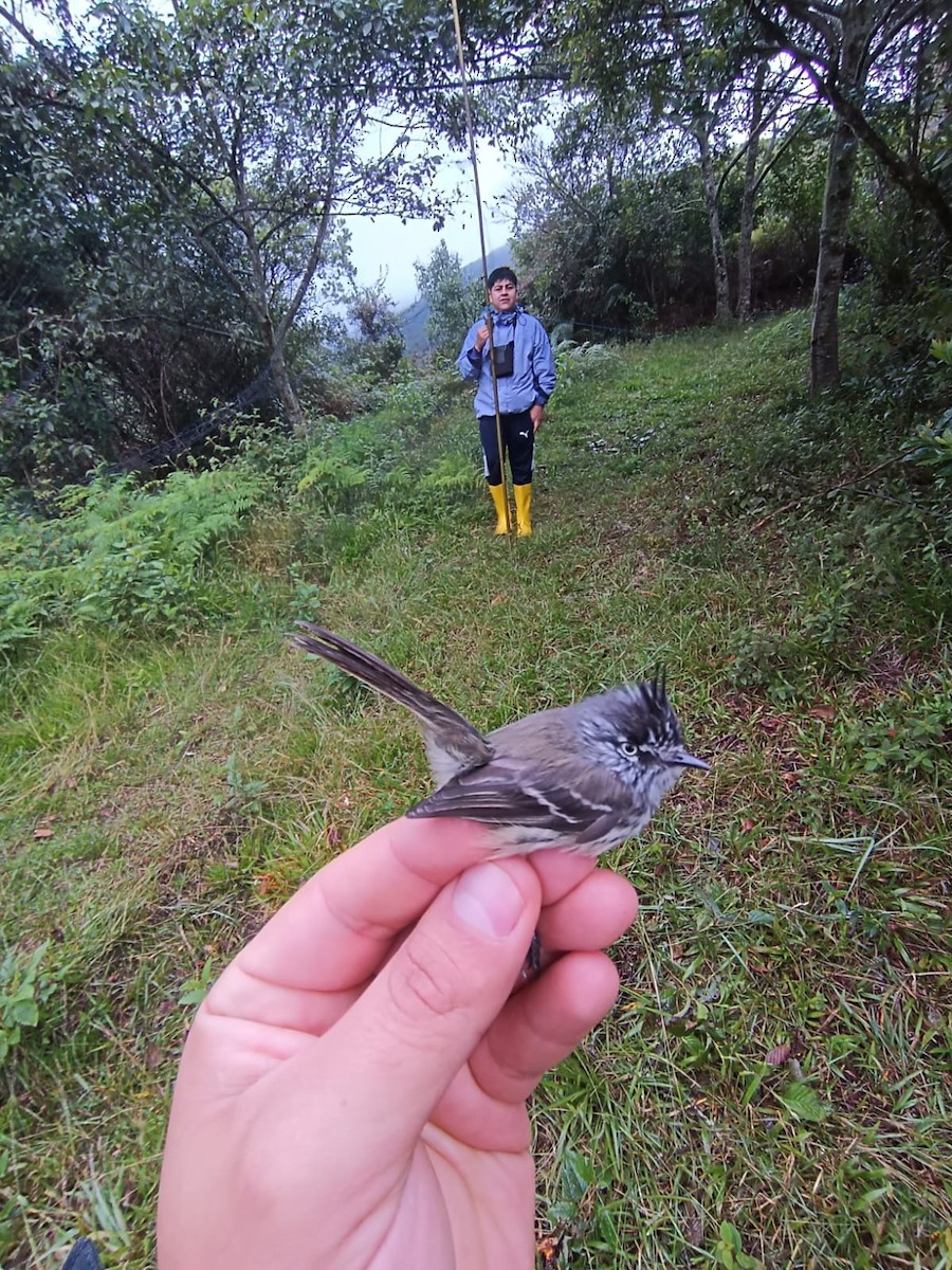 Tufted Tit-Tyrant - ML621757120