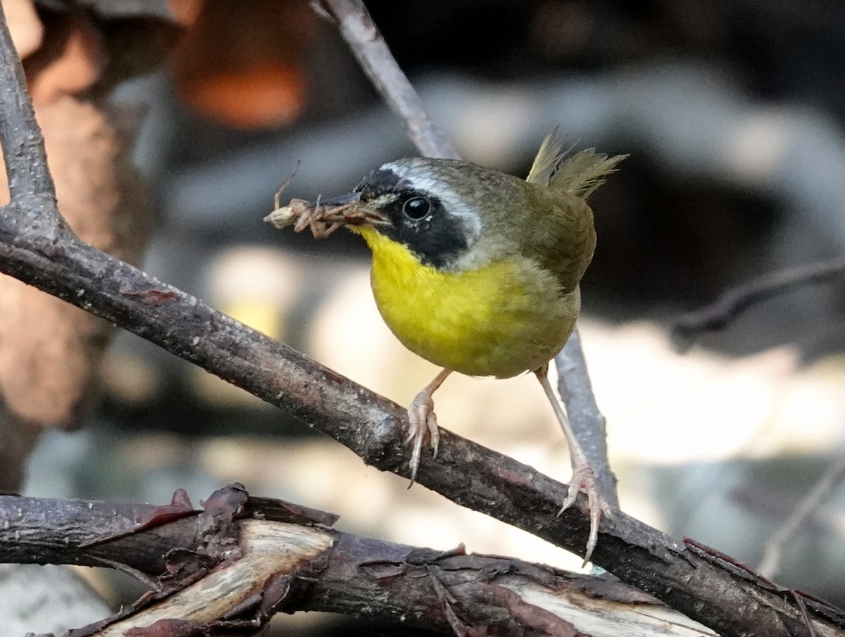 Common Yellowthroat - ML621757151