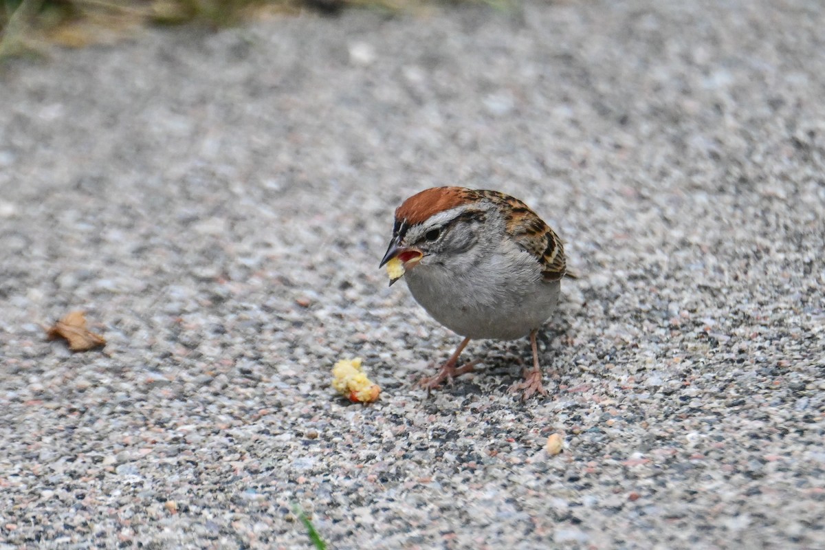 Chipping Sparrow - ML621757196