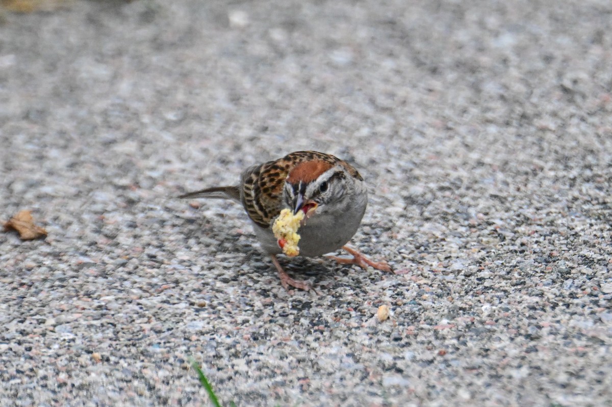 Chipping Sparrow - ML621757197