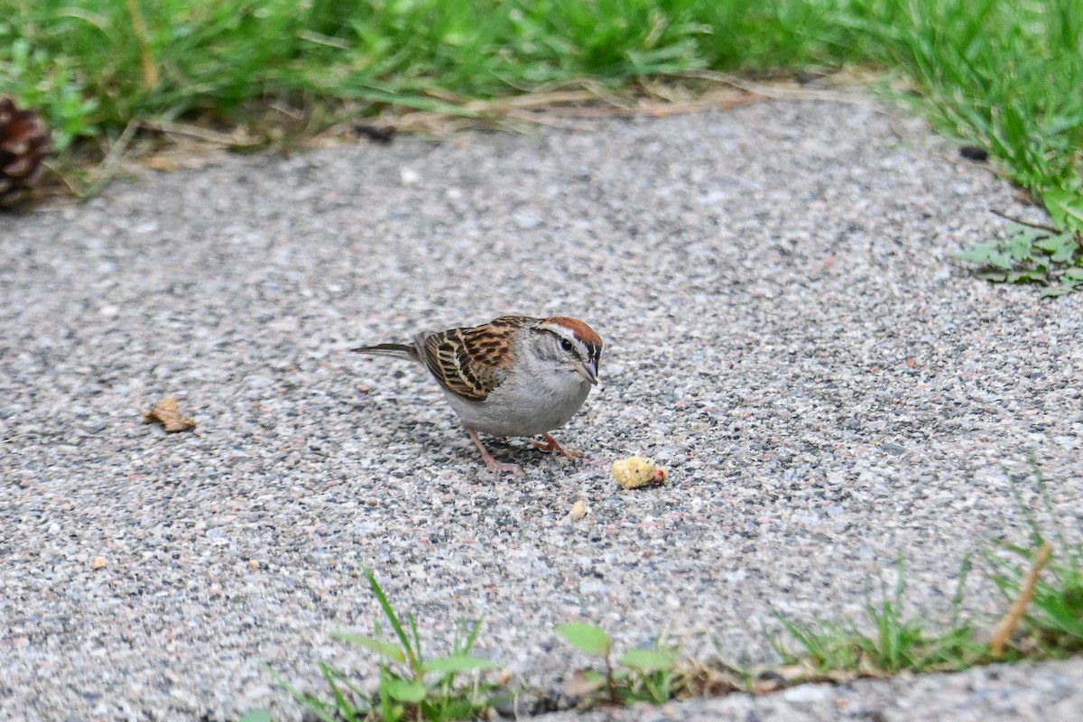 Chipping Sparrow - ML621757199