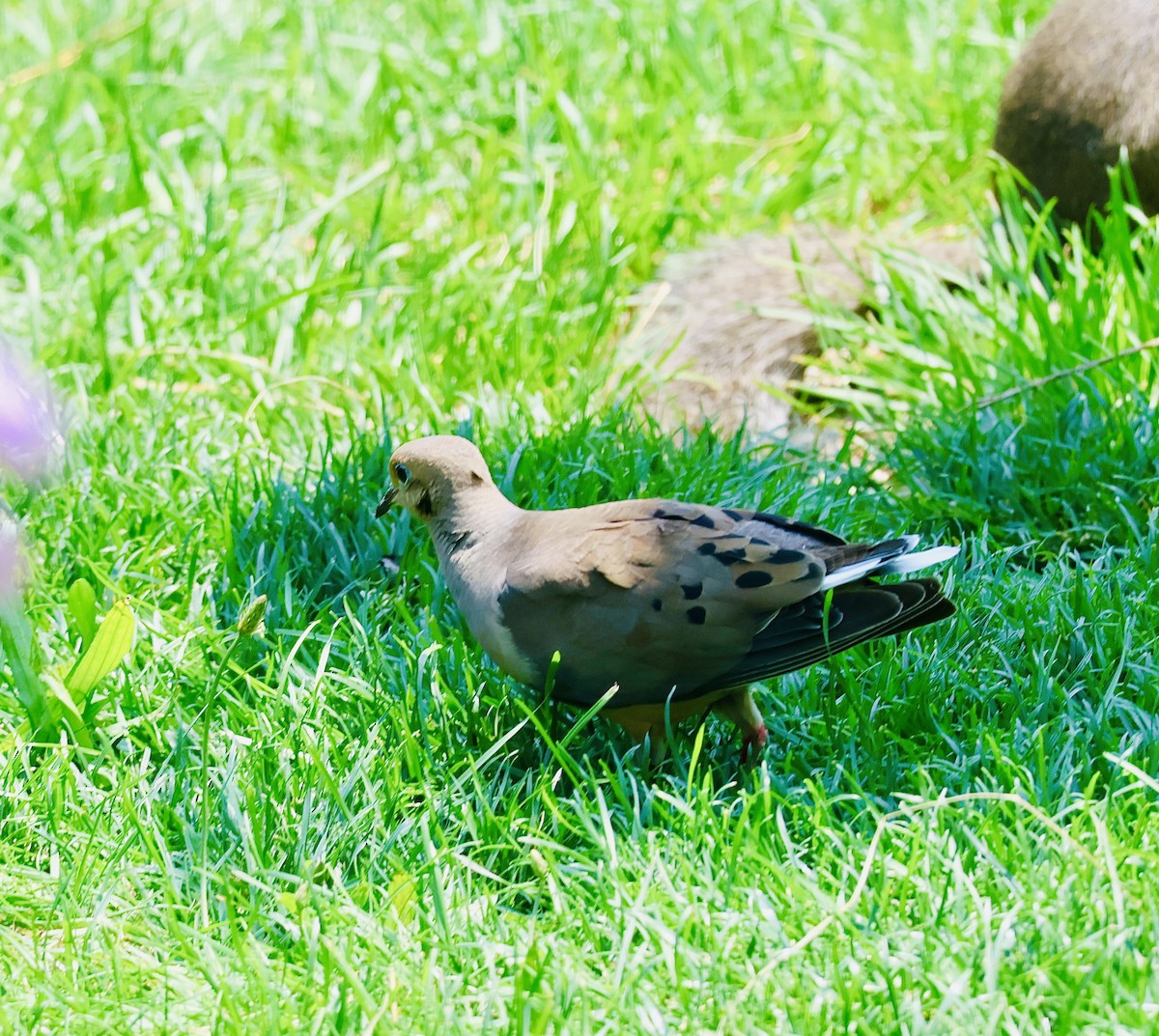 Mourning Dove - ML621757202