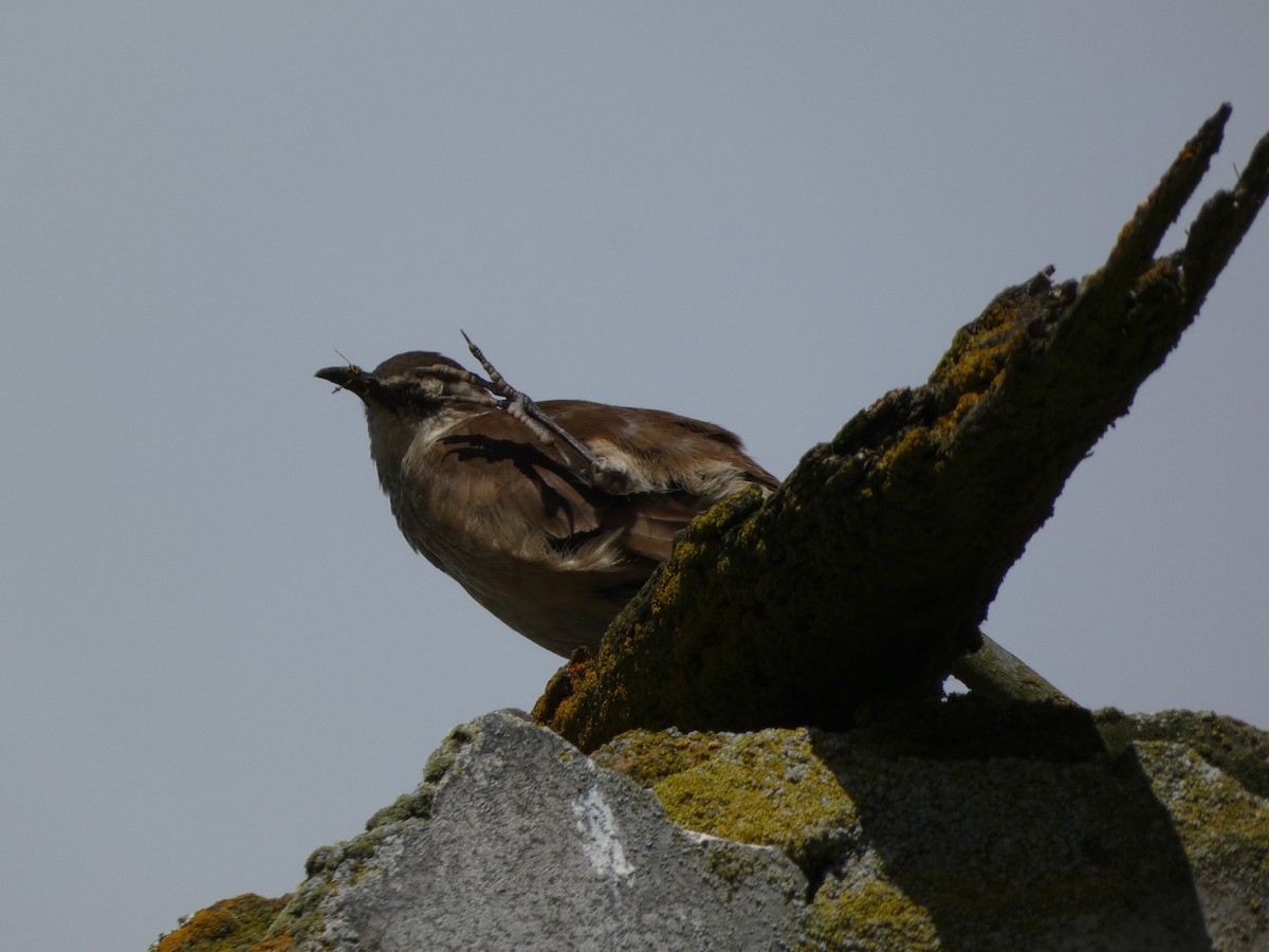 Stout-billed Cinclodes - ML621757213