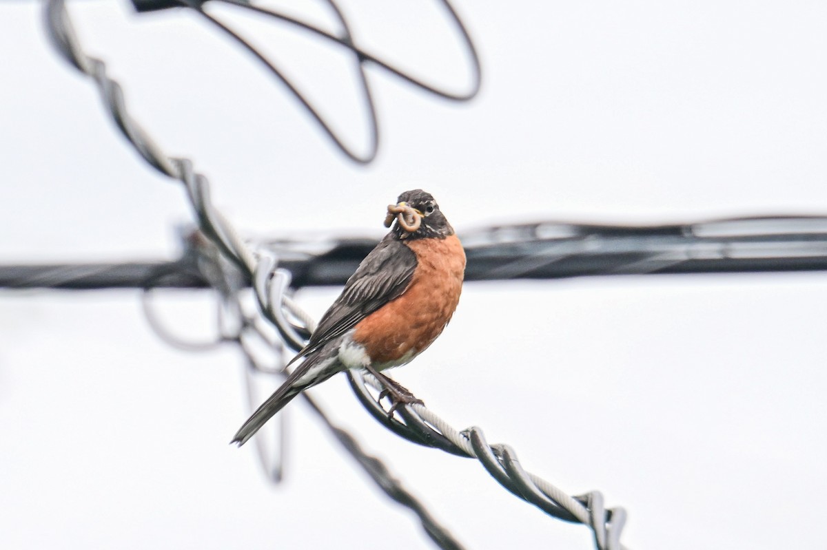 American Robin - ML621757222