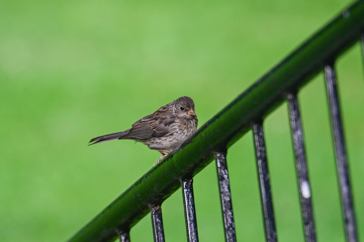 Junco ardoisé - ML621757227