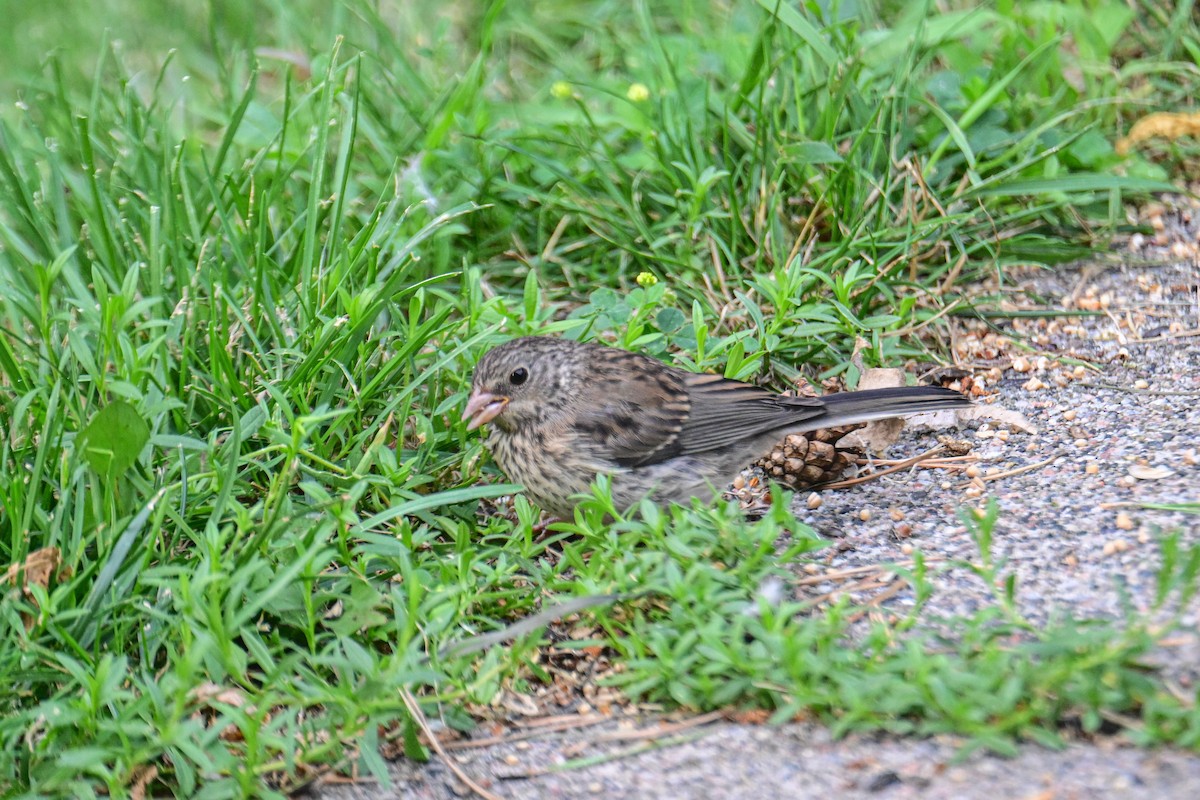 Junco ardoisé - ML621757228