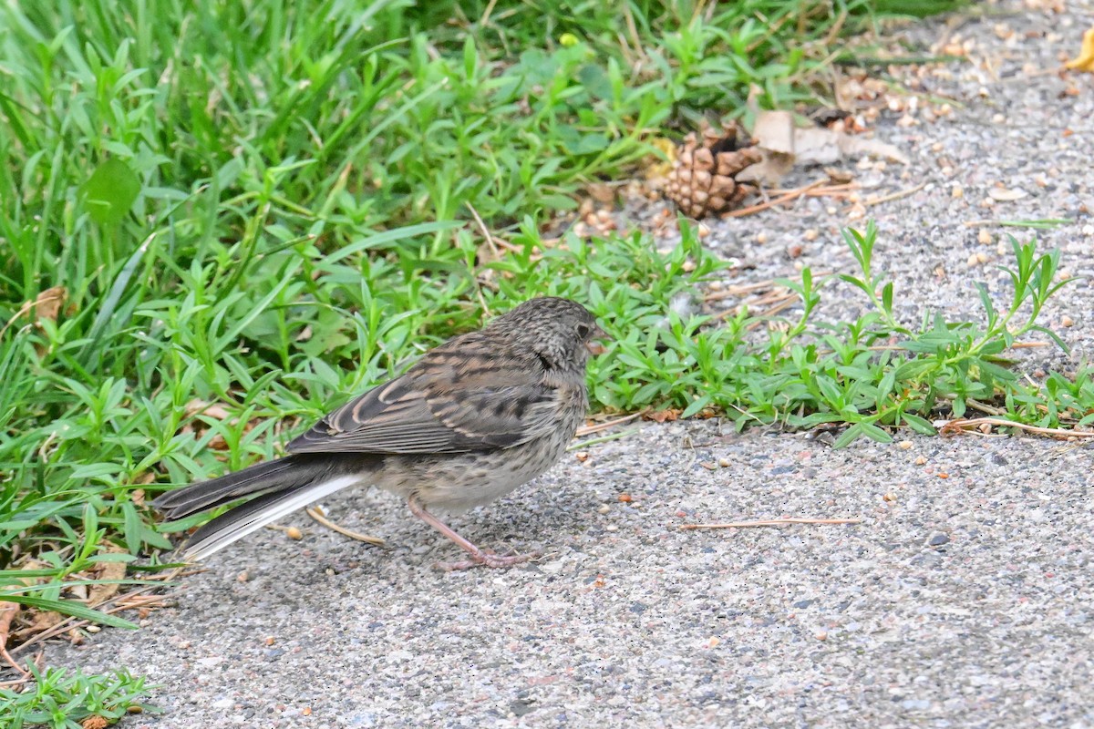 Junco ardoisé - ML621757230