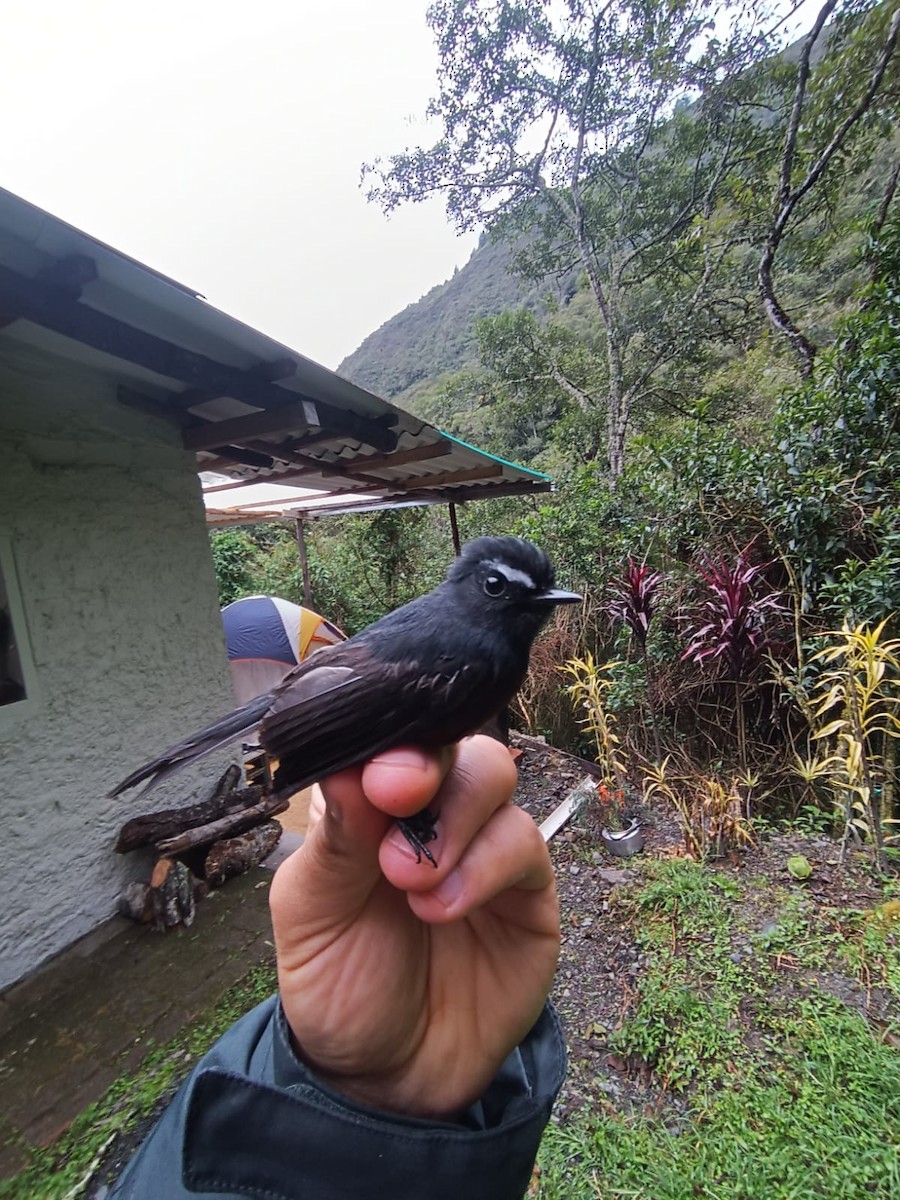 Chestnut-bellied Chat-Tyrant - ML621757233