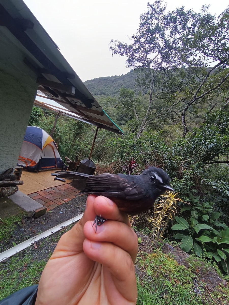 Chestnut-bellied Chat-Tyrant - ML621757234