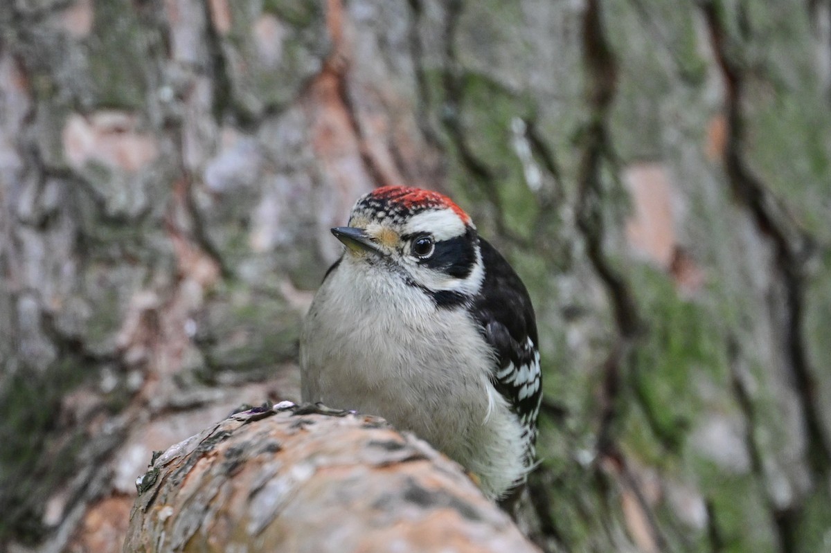 Downy Woodpecker - ML621757235