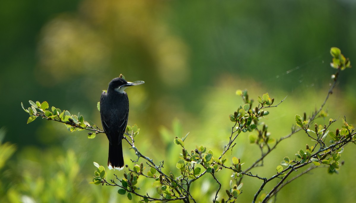 Eastern Kingbird - ML621757243