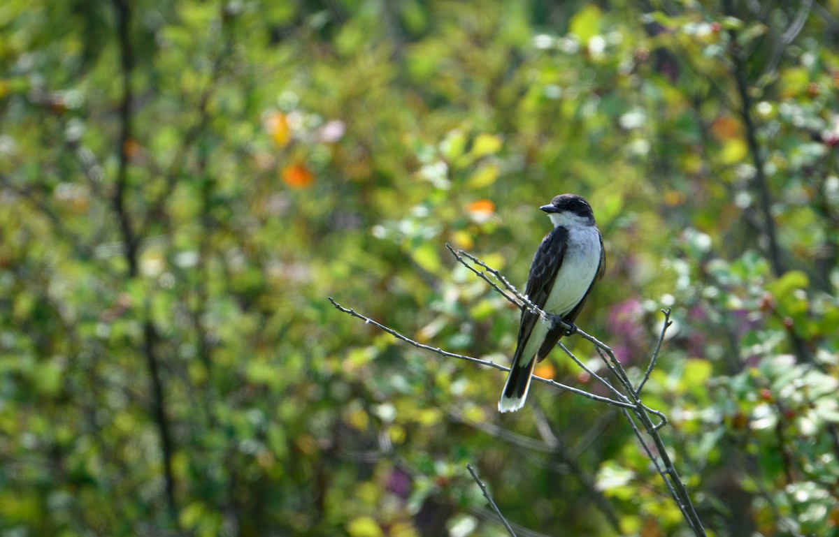 Eastern Kingbird - Katrina "Kitty" Groeller