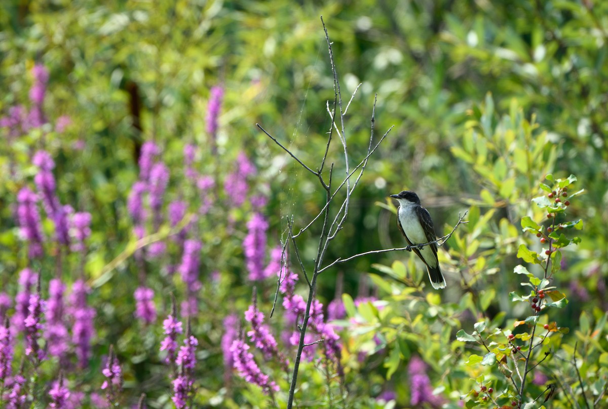 Eastern Kingbird - ML621757246