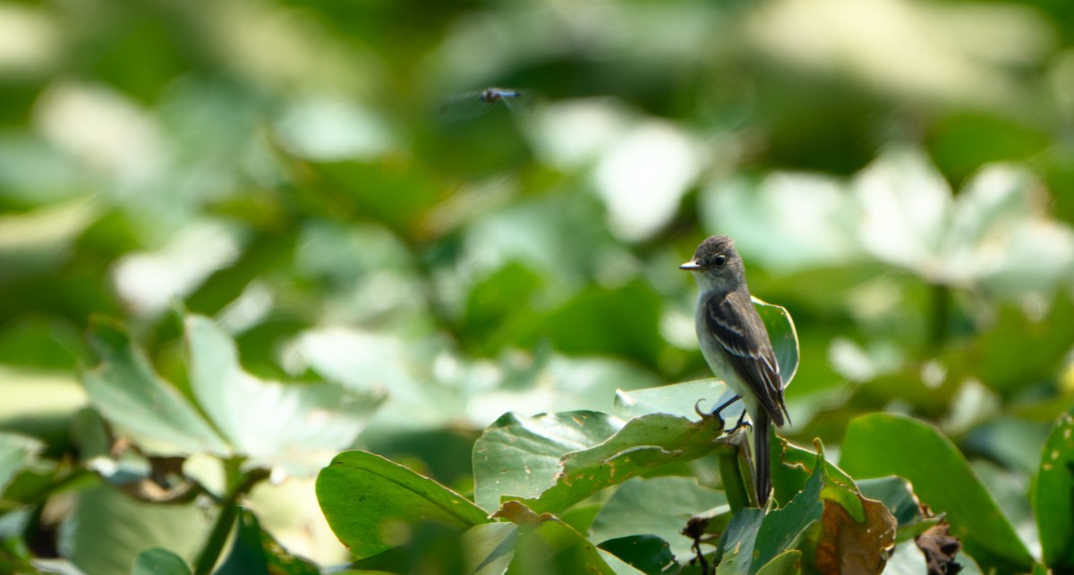 Willow Flycatcher - ML621757251