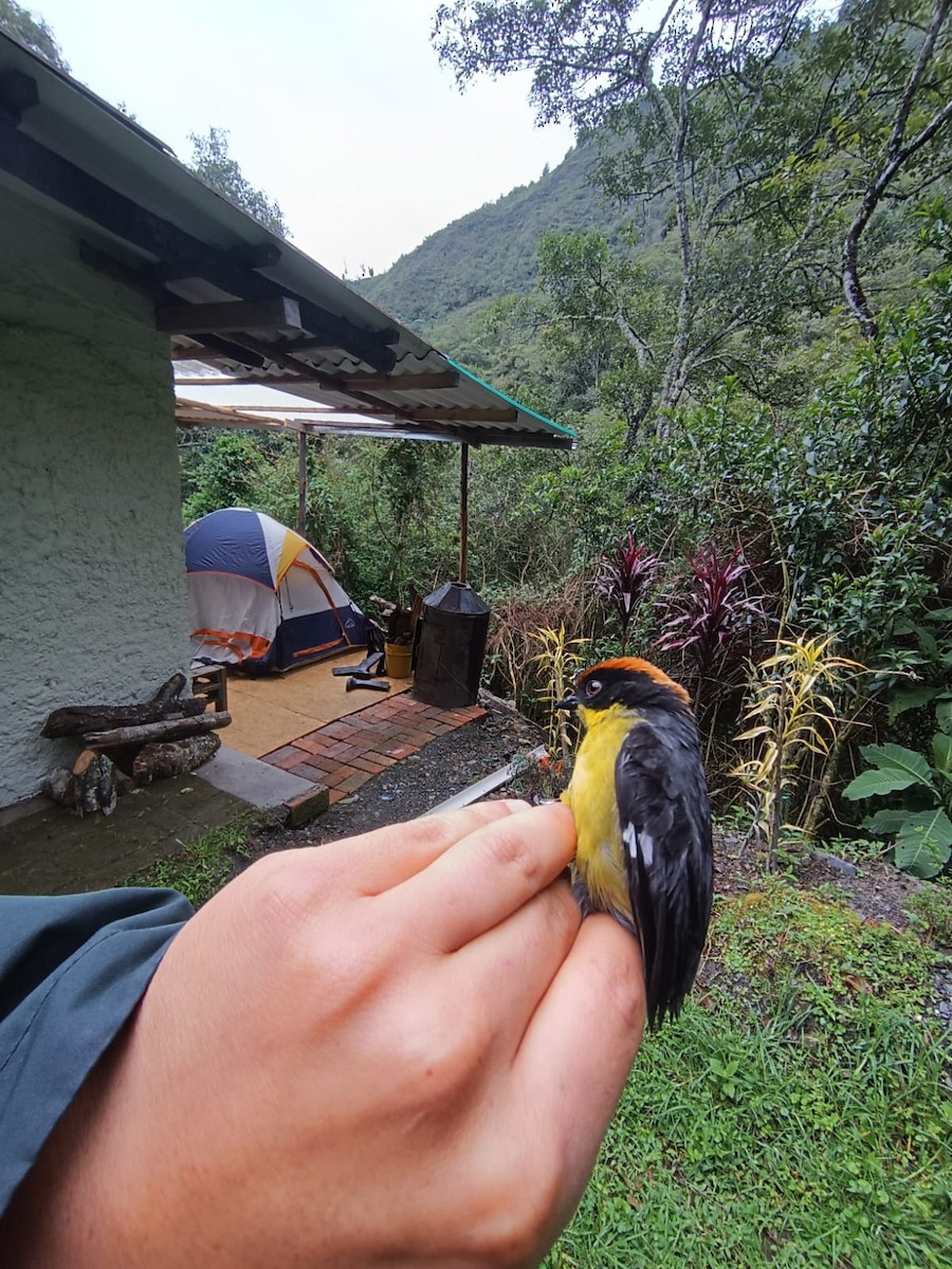 Yellow-breasted Brushfinch - ML621757279