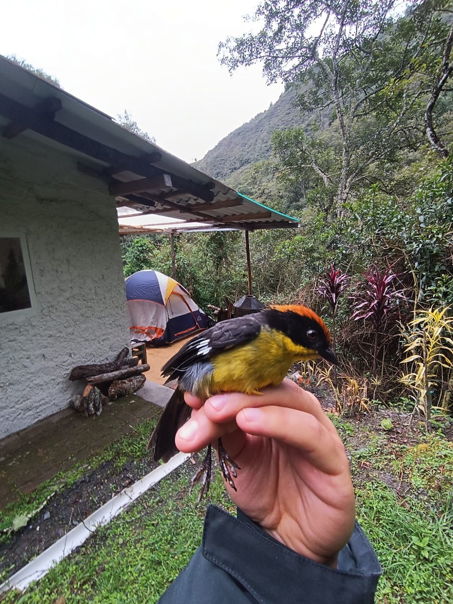 Yellow-breasted Brushfinch - Vinicio Escudero