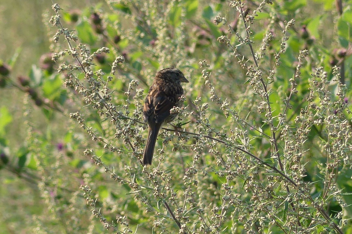 Song Sparrow - ML621757286