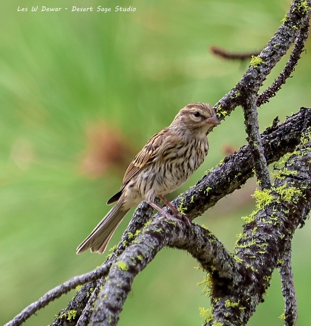 Chipping Sparrow - ML621757303