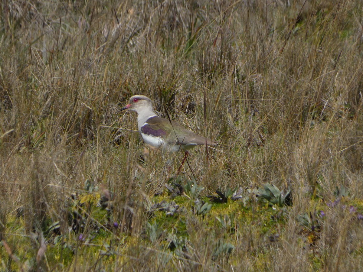 Andean Lapwing - ML621757321