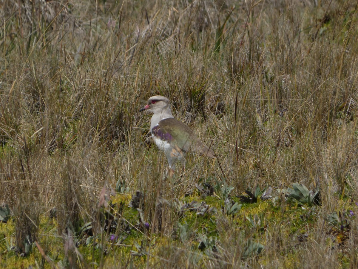 Andean Lapwing - ML621757322