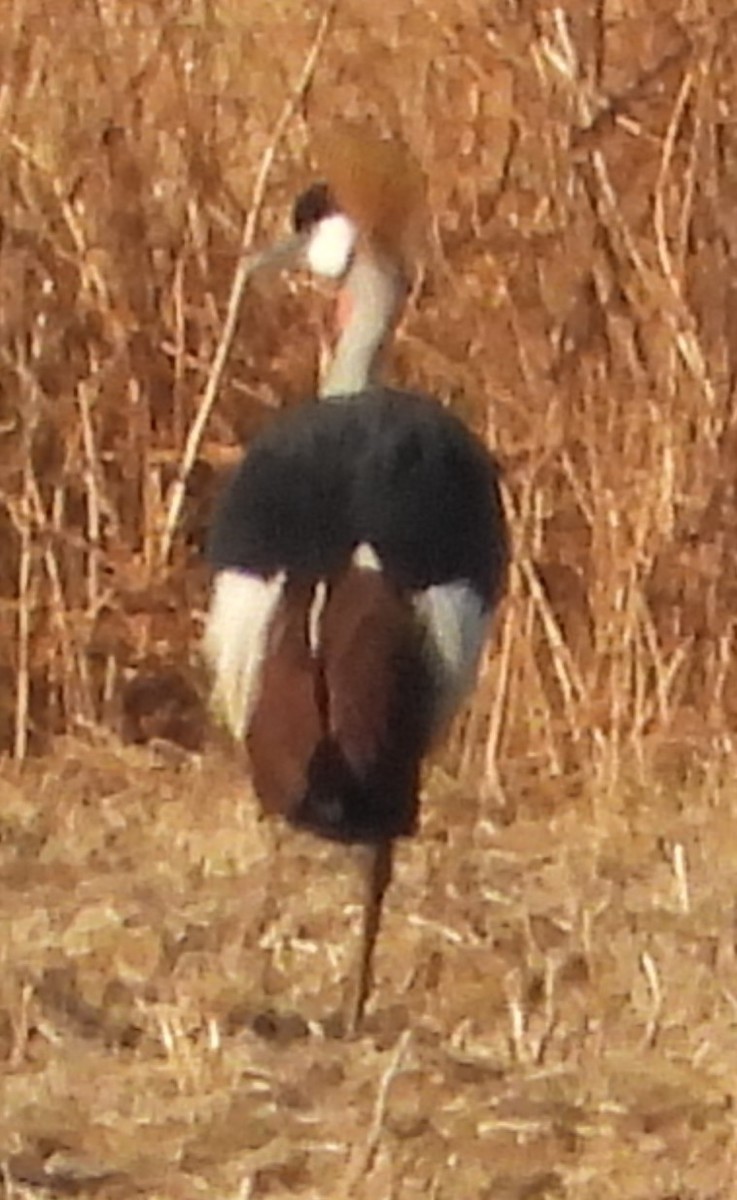 Gray Crowned-Crane - Shiela Shallcross